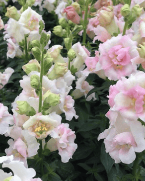 Twinny Appelblossom - Lejongap Palettparadiset