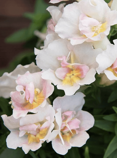 Twinny Appelblossom - Lejongap Palettparadiset