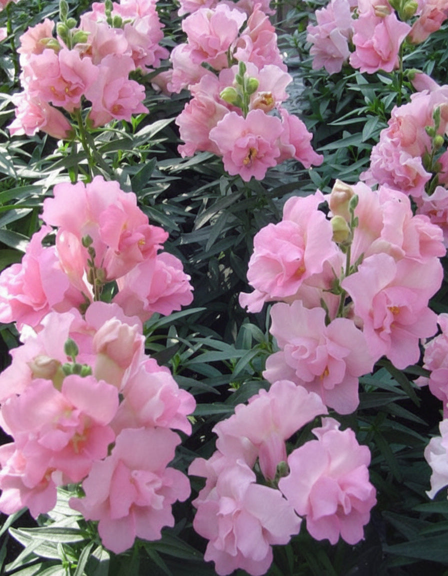 Twinny rose - Lejongap Palettparadiset