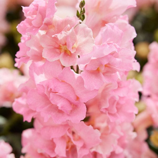 Twinny rose - Lejongap Palettparadiset