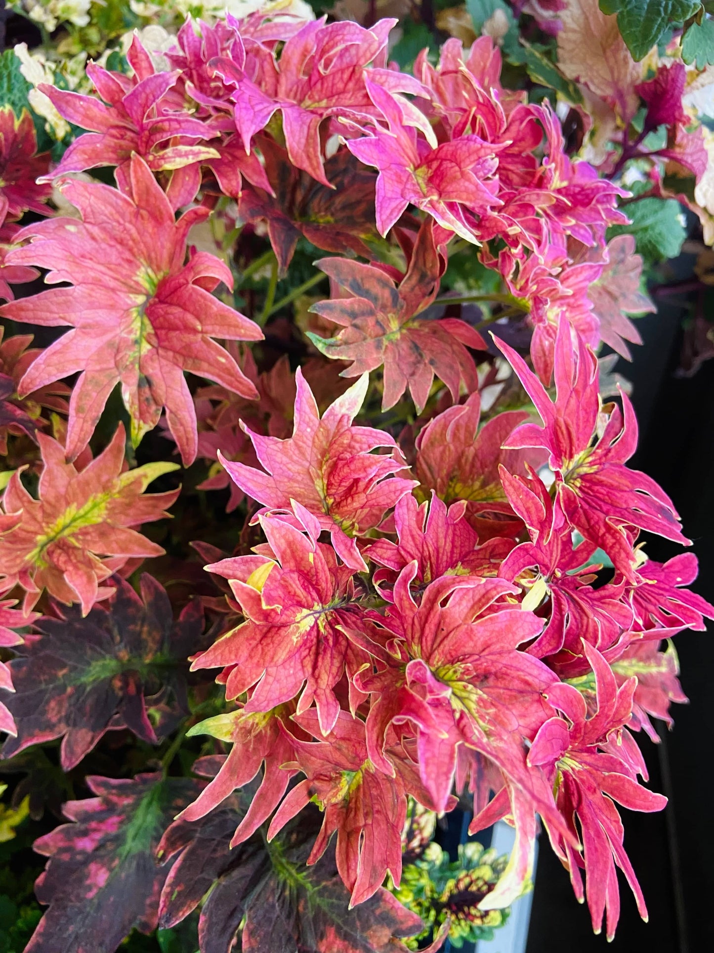 Twist ’N’ Twirl röd sport – palettblad med livfullt bladspel i rött