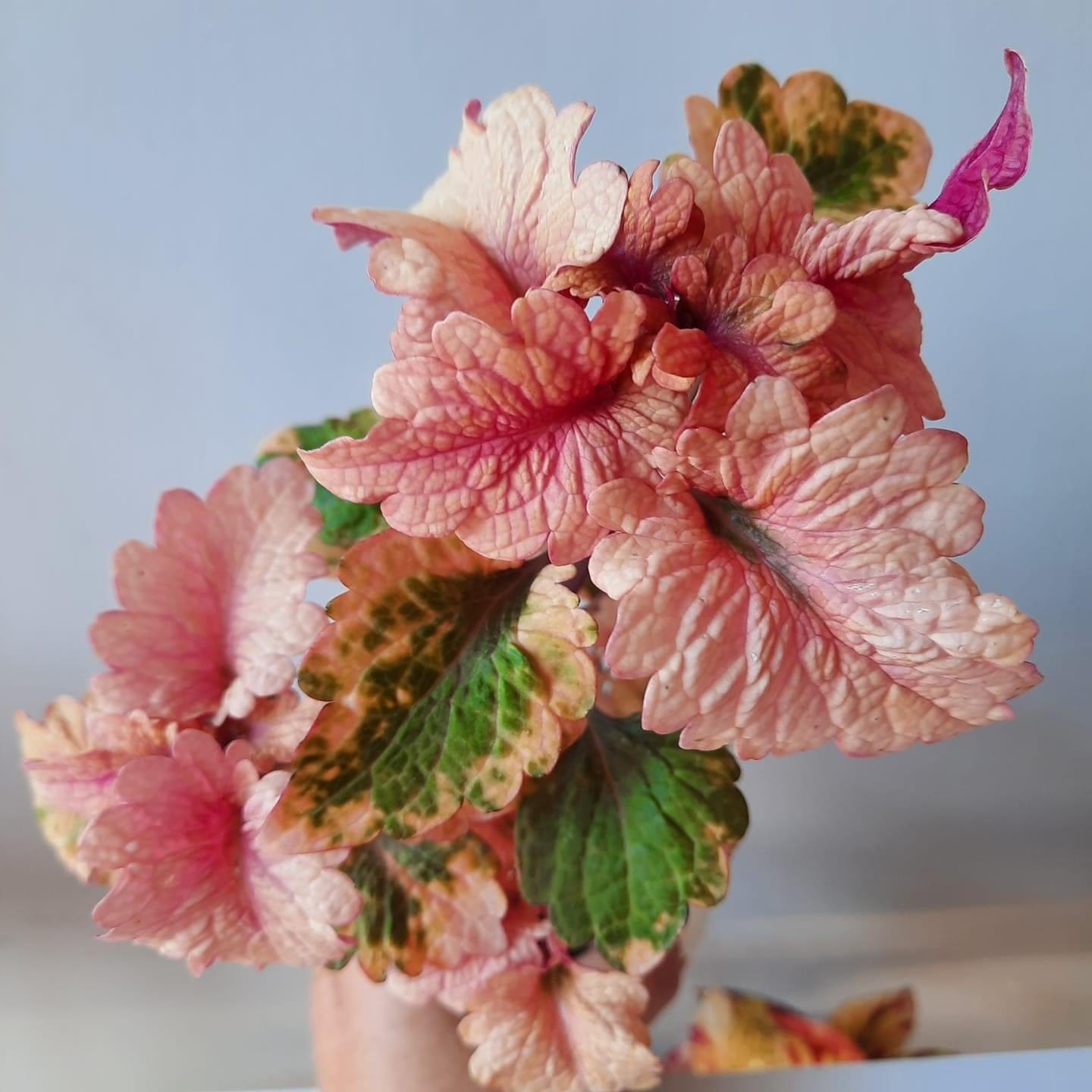 Villemos Florafröis – palettblad med mjuk pastell och livlig form