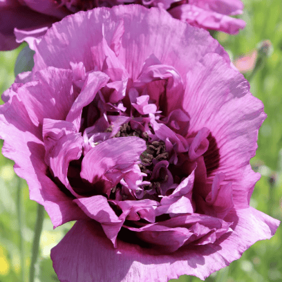 Violet Blush – Pionvallmo i mjukt lila och rosa skiftningar Palettparadiset