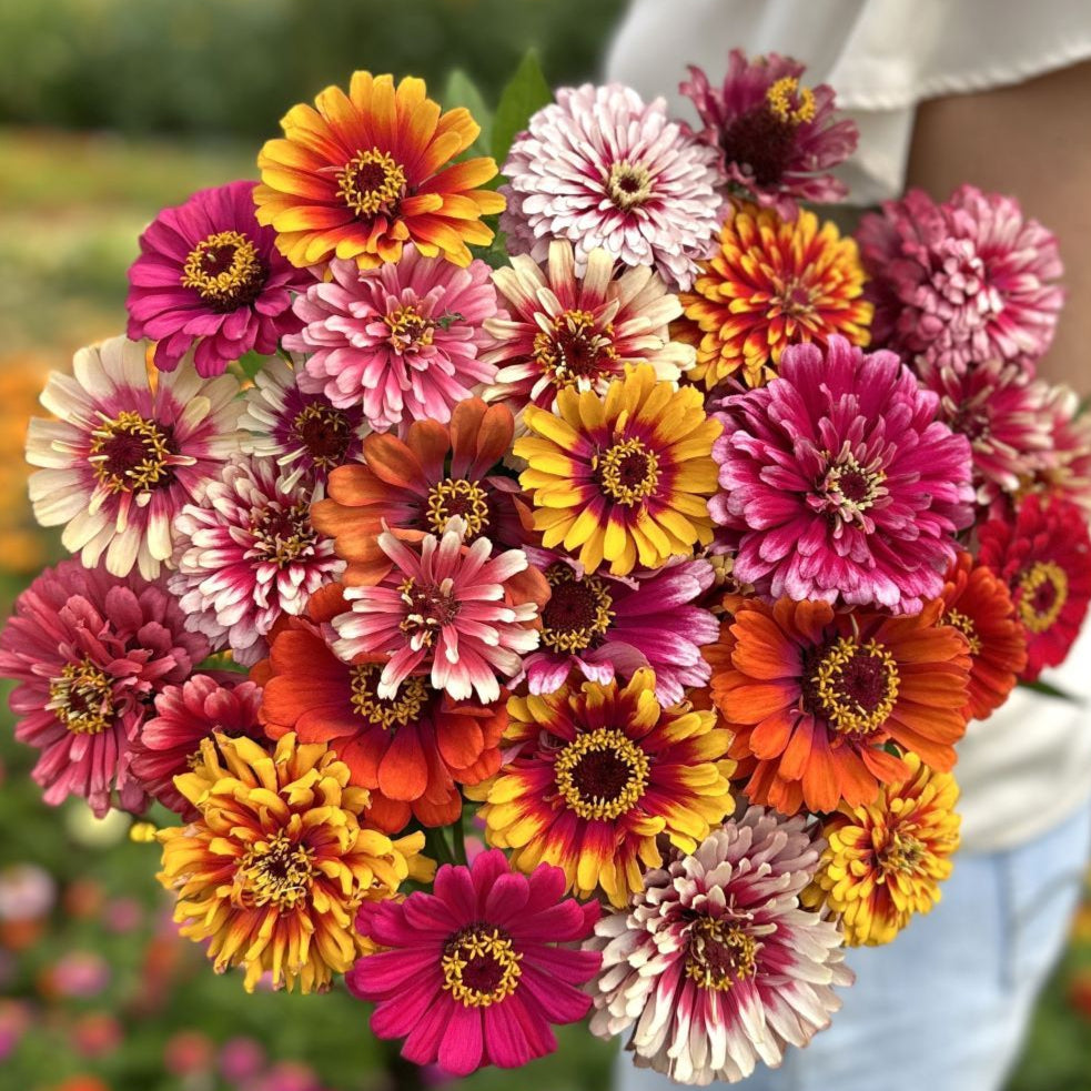 Whirlygig Color Mix - Zinnia