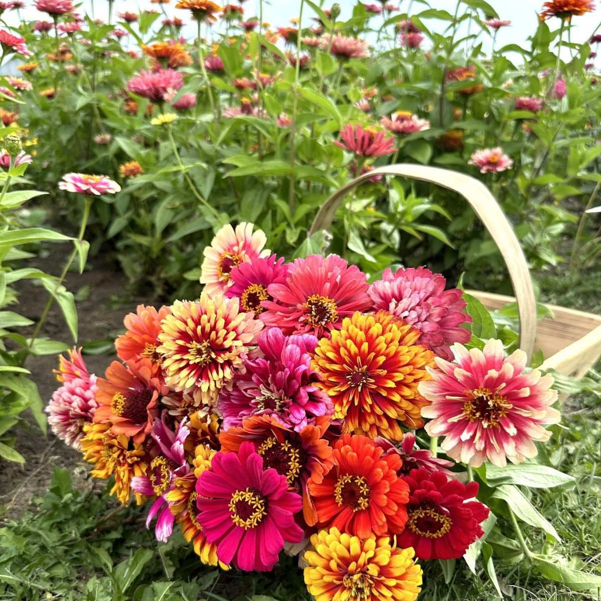 Whirlygig Color Mix - Zinnia Palettparadiset