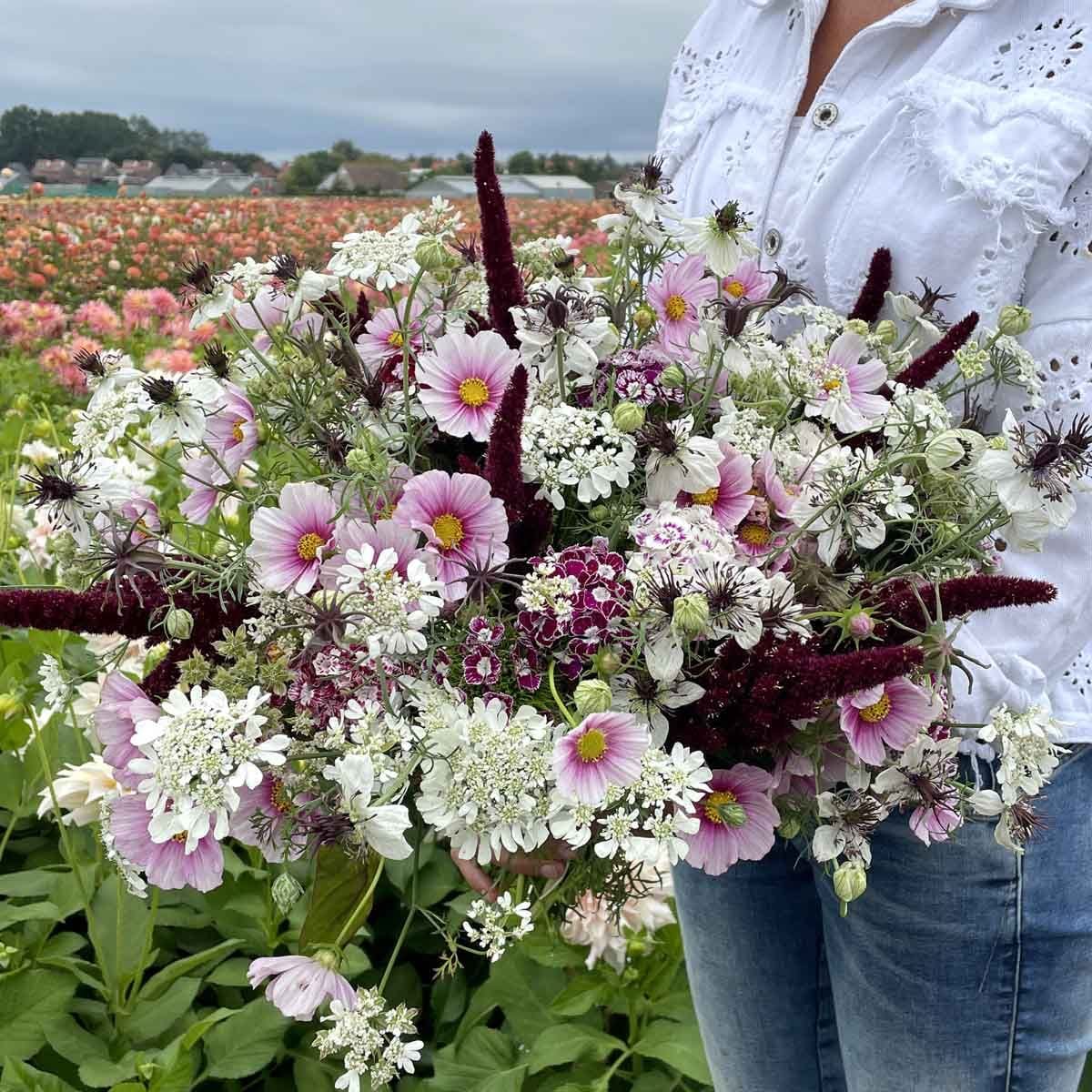 White Lace – Blomsterkörvel i vit spetslik blomning Palettparadiset