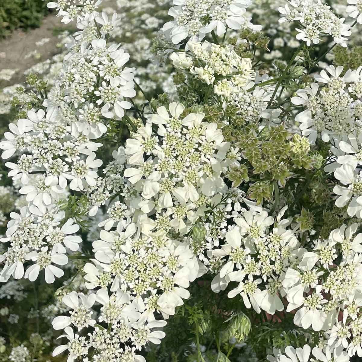 White Lace – Blomsterkörvel i vit spetslik blomning Palettparadiset