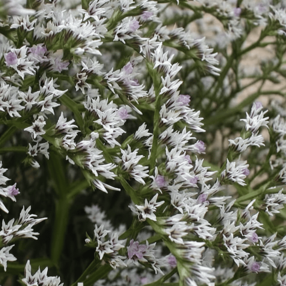 Woodcreek – Vit fluffig risp för buketter & torkning Blomfröer Palettparadiset