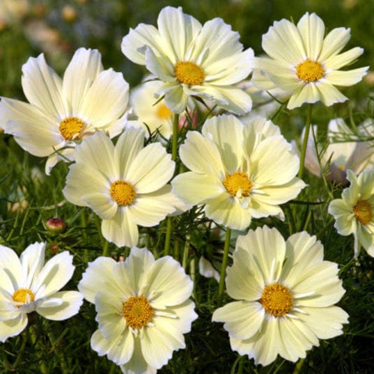 Xanthos - Rosenskära Palettparadiset