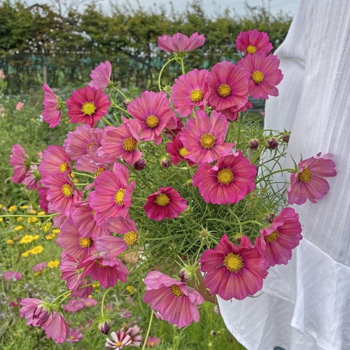 Xsenia – Rosenskära i dämpat rosatonad nyans Palettparadiset