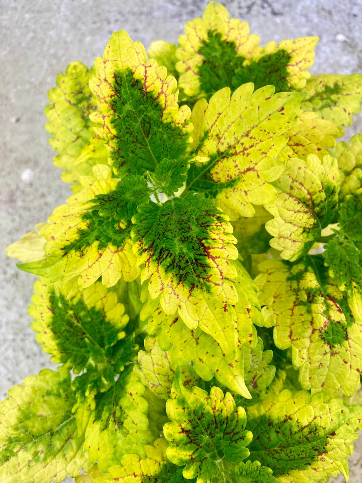 Yellow Prince – palettblad med gyllengul ton