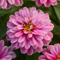 Zahara Double Raspberry Ripple – Zinnia i hallonrött med dubbla blommor