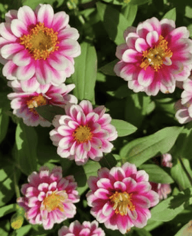 Zahara Double Raspberry Ripple - Zinnia Palettparadiset