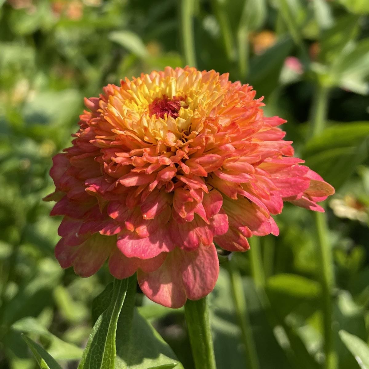 Zinderella Peach - Zinnia Palettparadiset