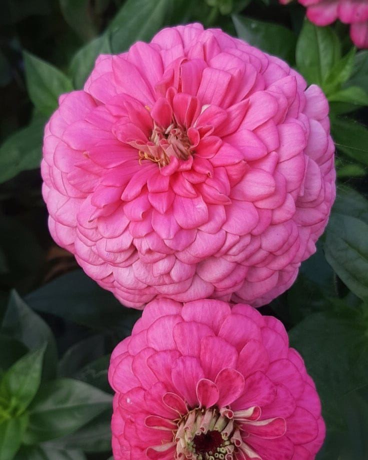 Zinnia ‘Benary Giant Bright Pink’ – kraftfull rosa jättezinnia för snitt & rabatt Blomfröer Palettparadiset