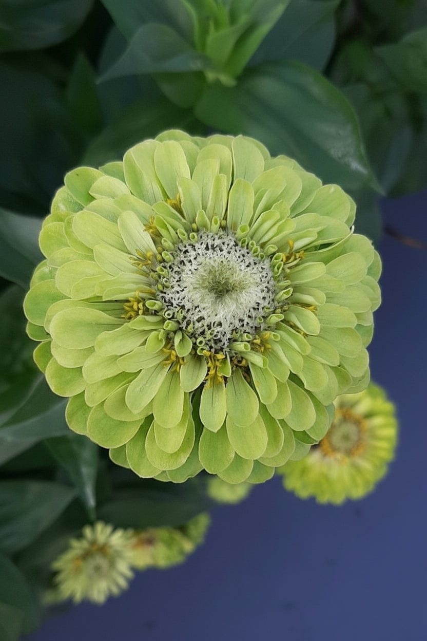 Zinnia ‘Benary Giant Lime’ – friskt limegrönt statement i rabatt & bukett Blomfröer Palettparadiset