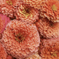 Zinnia ‘Benary Giant Salmon Rose’ – storblommig aprikosrosa zinnia