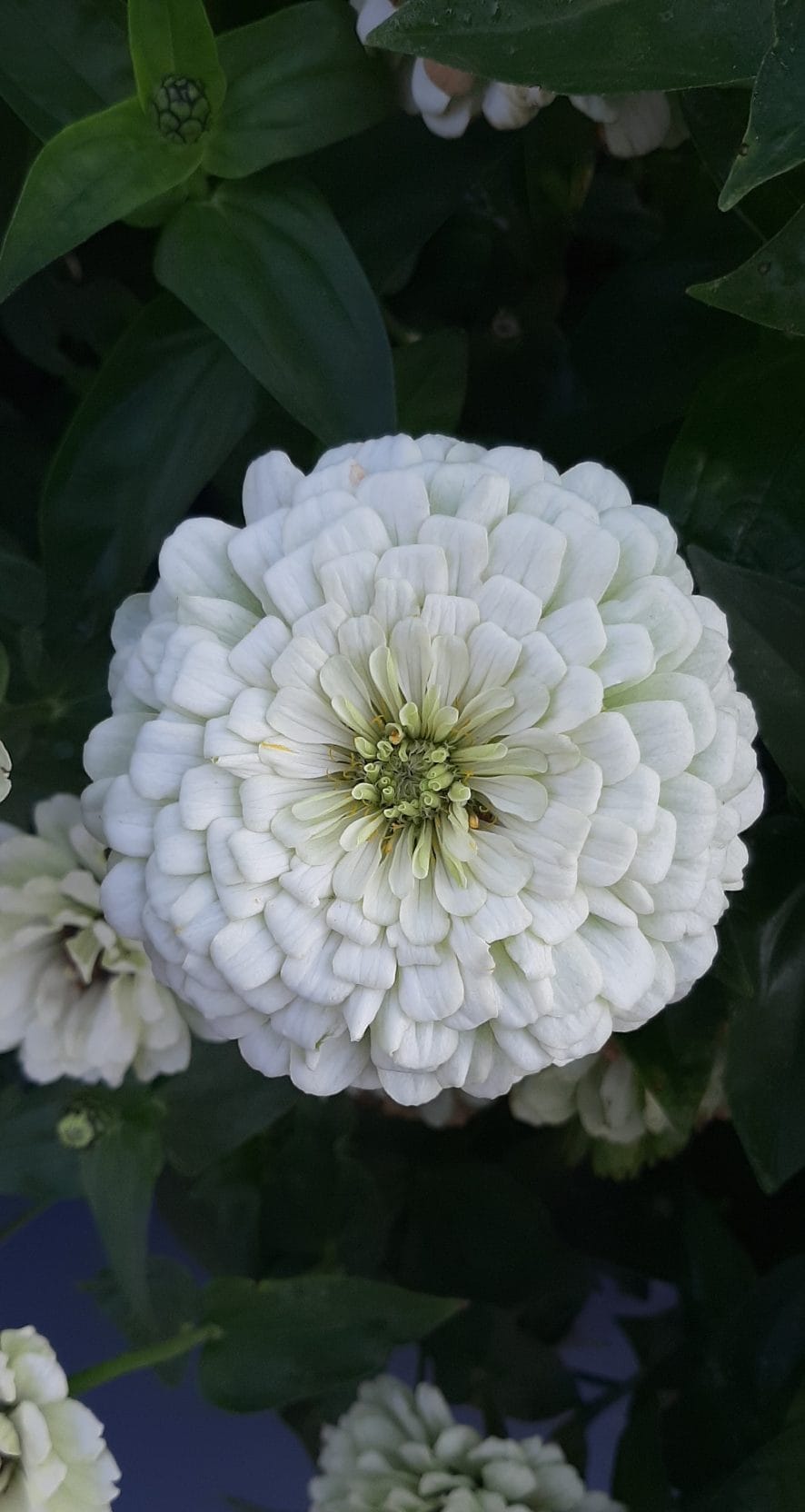 Zinnia ‘Benary Giant White’ – ren vit jättezinnia för bukett & rabatt Blomfröer Palettparadiset