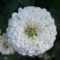 Zinnia ‘Benary Giant White’ – stor vit jättezinnia för snitt & bukett