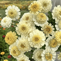 Zinnia ‘Cresto! Cream’ – krämvit zinnia med elegant blomform