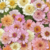 Zinnia ‘Cresto! Peaches & Cream’ – kräm- och persikofärgad elegans