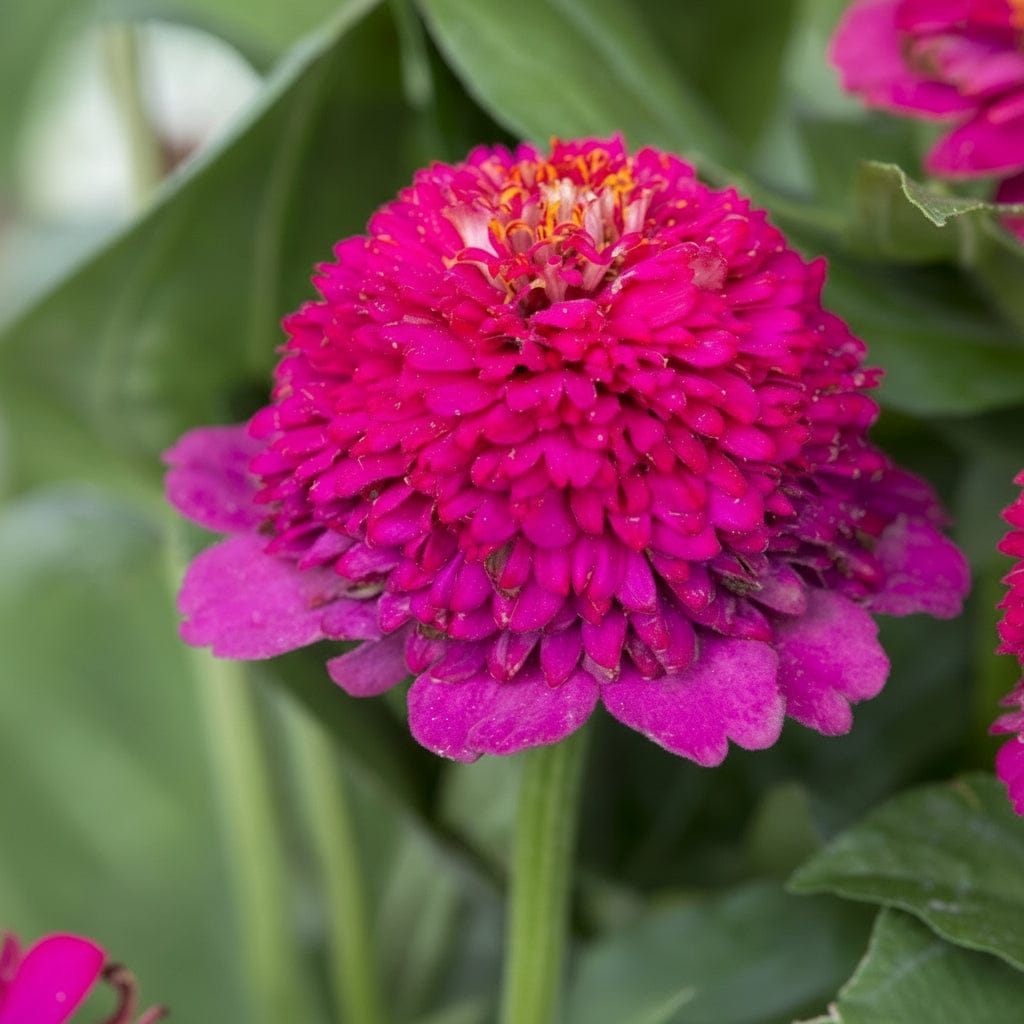 Zinnia Cresto! Violet – ceriserosa/lila elegans för buketter Blomfröer Palettparadiset