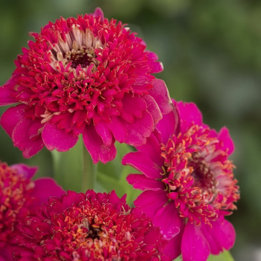 Zinnia Cresto! Violet – djup violett färgprakt i uttrycksfull form Blomfröer Palettparadiset