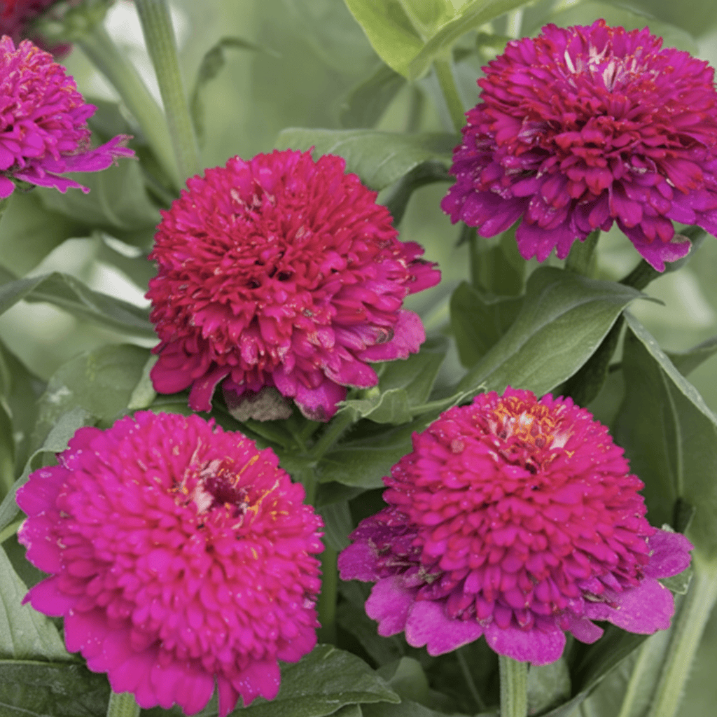 Ceriserosa och lila zinnia med hopvikta spetsiga kronblad
