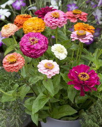 Zinnia ‘Cut & Come Again Mix’ – rikblommande zinnia
