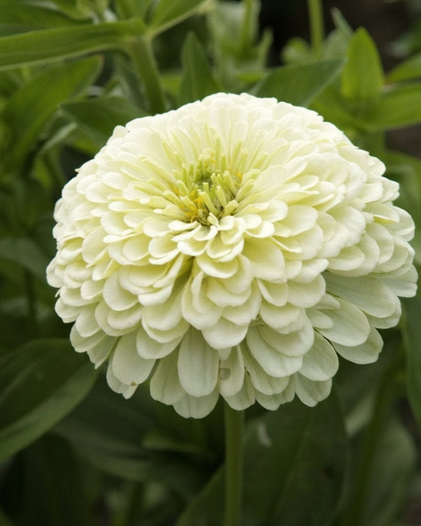 Zinnia ‘Dahlia-flowered Isabellina’ – mjukt ljusgul elegans Blomfröer Palettparadiset