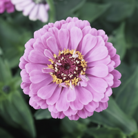 Zinnia ‘Dream Rosy Lavender’ – lavendelrosa zinnia i mjuk ton