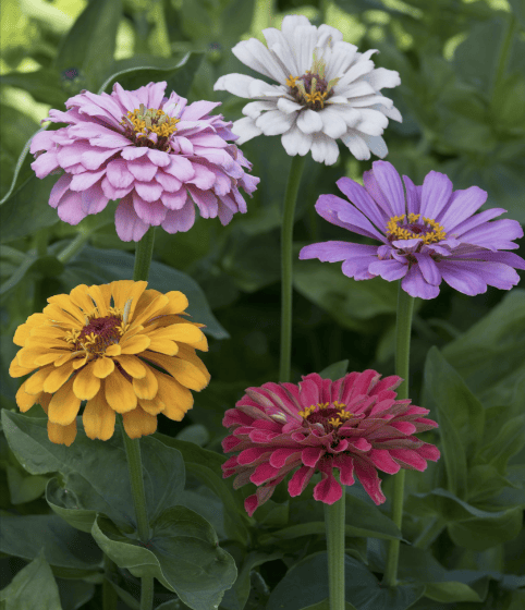 Zinnia Elegans Dahlia Mix – Färgstarka zinnior i dahlialiknande form Palettparadiset