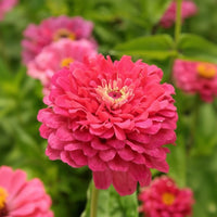 Zinnia ‘Exquisite’ – fylld rosa zinnia