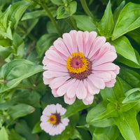 Zinnia ‘Exquisite’