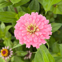 Zinnia ‘Exquisite’