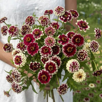 Zinnia ‘Jazzy Red’ – djup vinröd zinnia med dramatisk ton