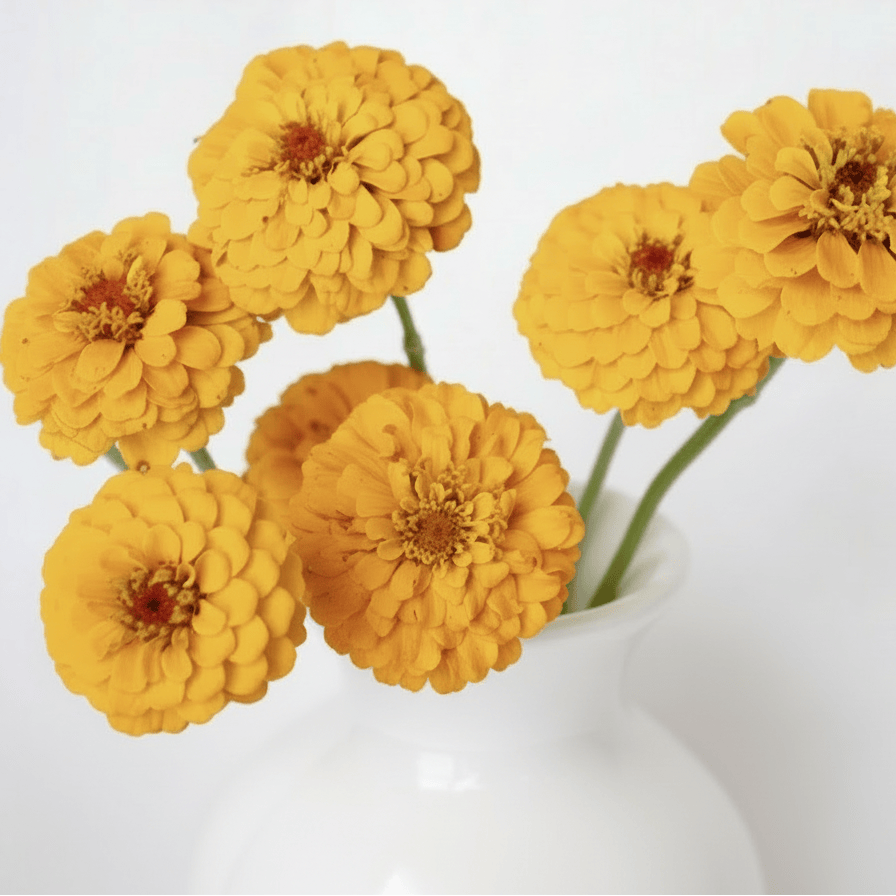 Zinnia Oklahoma Golden Yellow – mjuka solgula blommor för buketter Blomfröer Palettparadiset