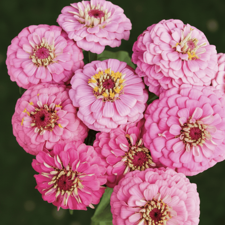 Zinnia Oklahoma Pink – mjukt rosa zinnia med rund blomform Blomfröer Palettparadiset