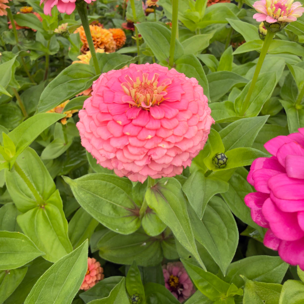 Mjukt rosa zinnia med rund kompakt blomform och tätt lagda kronblad