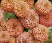 Zinnia ‘Oklahoma Salmon’ – laxrosa zinnia för snitt & bukett