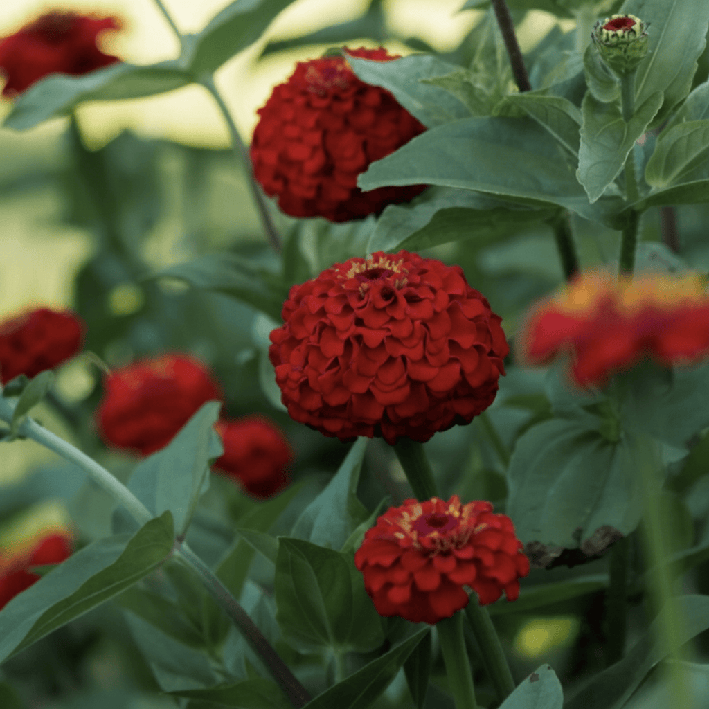 Zinnia Oklahoma Scarlet – djup röd ton och balanserad blomform Blomfröer Palettparadiset