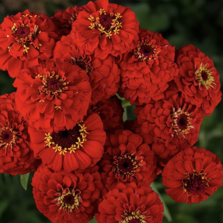 Zinnia Oklahoma Scarlet – djup röd ton och balanserad blomform Blomfröer Palettparadiset