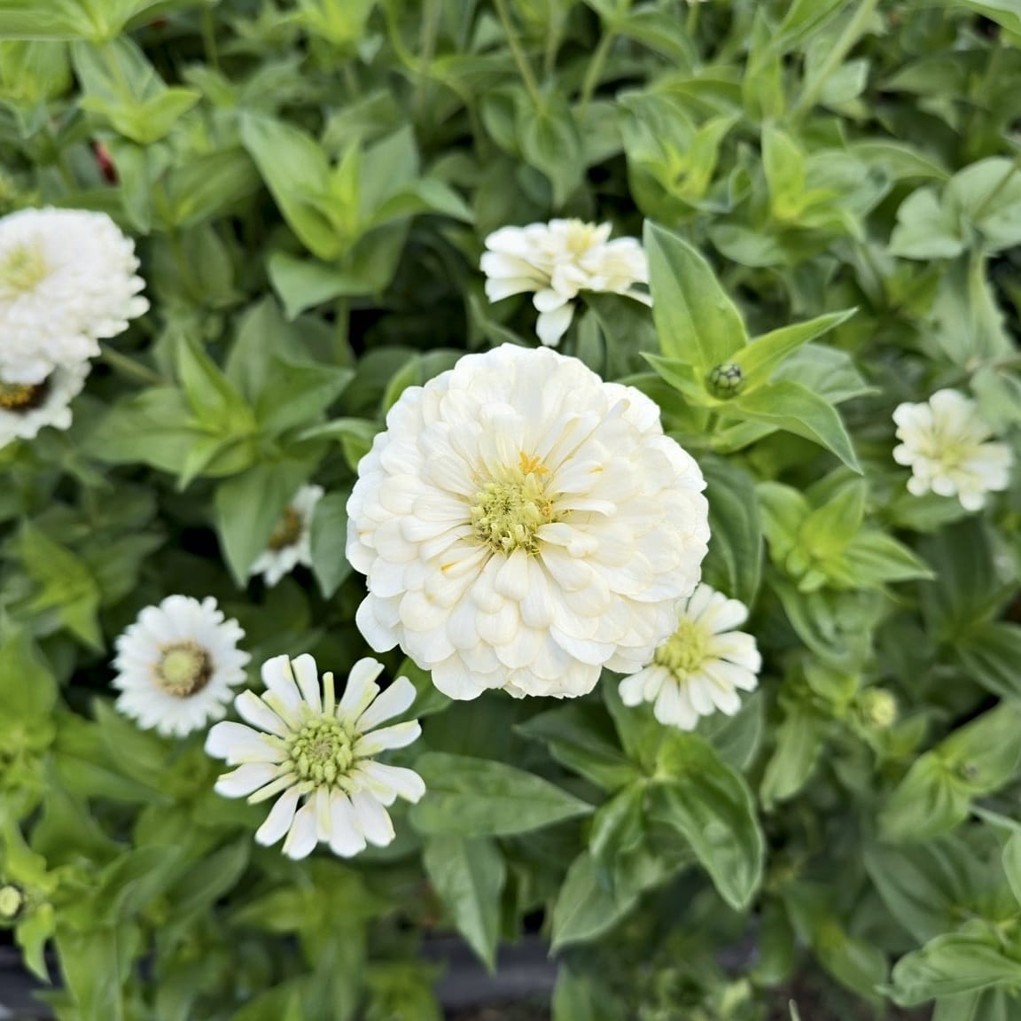 Zinnia Polar Bear – vita blommor bland friskt grönt bladverk