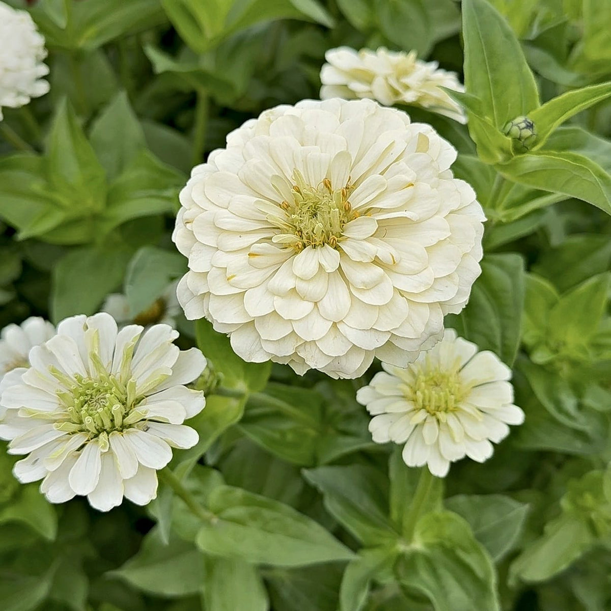 Zinnia Polar Bear – stor krämvit fylld blomma med ljusgrönt öga