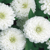 Zinnia ‘Polar Bear’ – ren vit zinnia för snitt & bukett