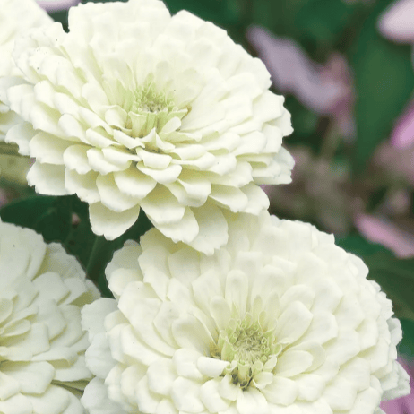 Zinnia Polar Bear – Snövitt praktverk i sommarens rabatt Palettparadiset