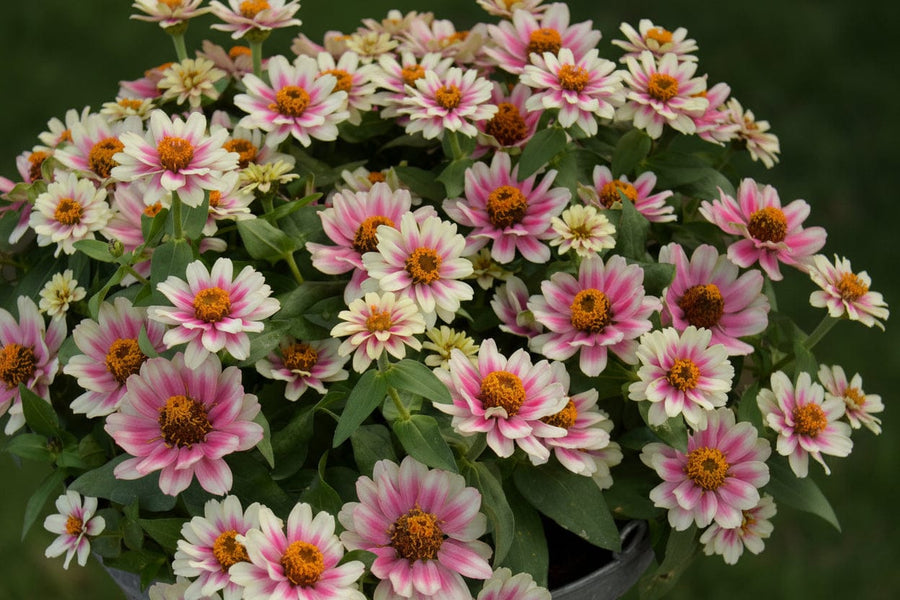 Zinnia Profusion Cherry Bicolour med rosaröda tvåfärgade blommor