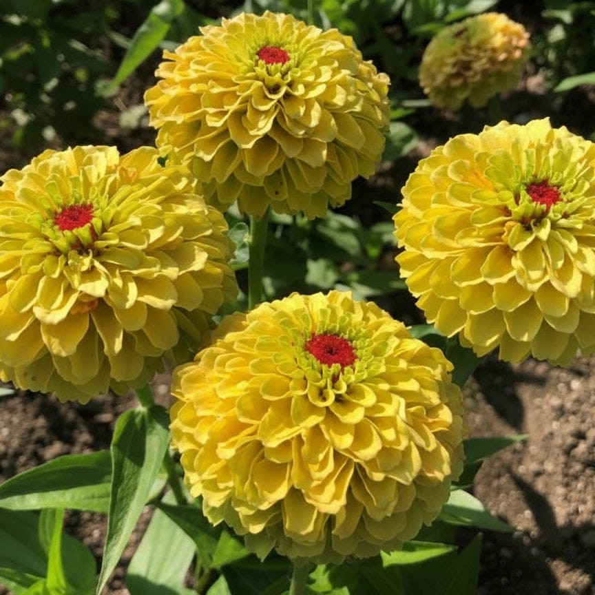Zinnia Queen Lemon Peach – eleganta nyanser av citron, rosé och aprikos Blomfröer Palettparadiset