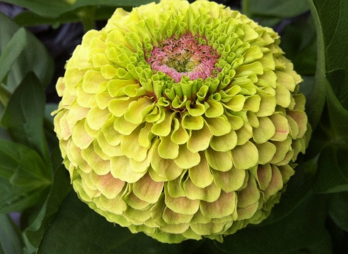 Zinnia ‘Queen Lime Blotch’ – limegrön zinnia med bäriga skiftningar Blomfröer Palettparadiset