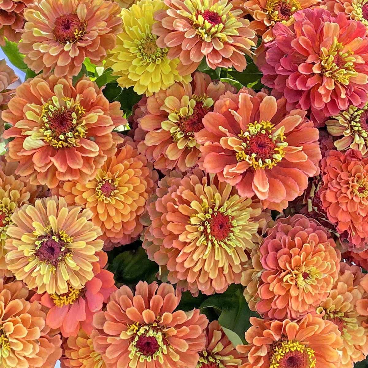 Zinnia ‘Queen Lime Orange’ – exklusiv färgprakt i lime & aprikos Palettparadiset